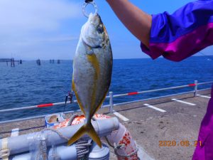 鹿島港魚釣園 釣果