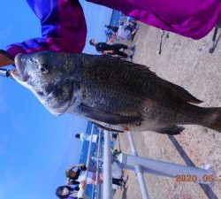 鹿島港魚釣園 釣果