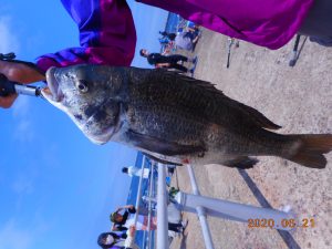 鹿島港魚釣園 釣果