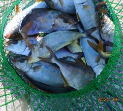 鹿島港魚釣園 釣果