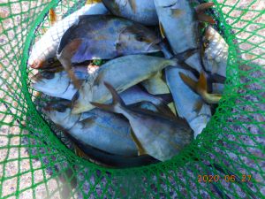 鹿島港魚釣園 釣果
