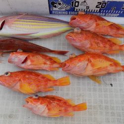 フィッシングボート空風(そらかぜ) 釣果