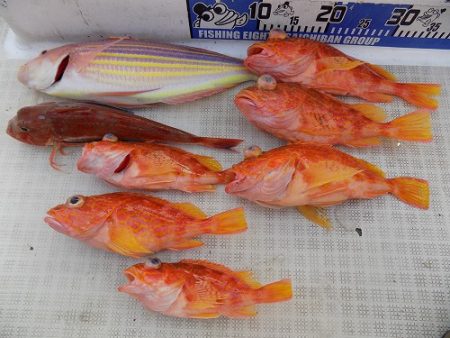 フィッシングボート空風(そらかぜ) 釣果