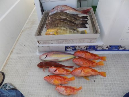 フィッシングボート空風(そらかぜ) 釣果