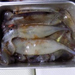 フィッシングボート空風(そらかぜ) 釣果