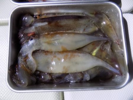 フィッシングボート空風(そらかぜ) 釣果