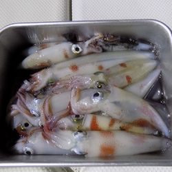 フィッシングボート空風(そらかぜ) 釣果