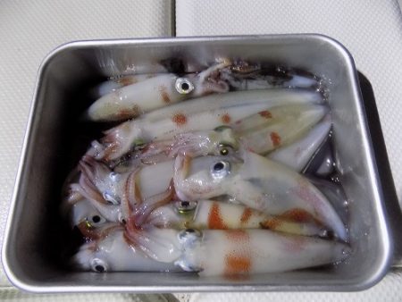 フィッシングボート空風(そらかぜ) 釣果