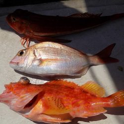 フィッシングボート空風(そらかぜ) 釣果