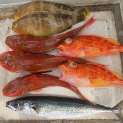 フィッシングボート空風(そらかぜ) 釣果