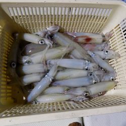 フィッシングボート空風(そらかぜ) 釣果