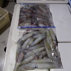 フィッシングボート空風(そらかぜ) 釣果