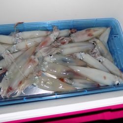 フィッシングボート空風(そらかぜ) 釣果