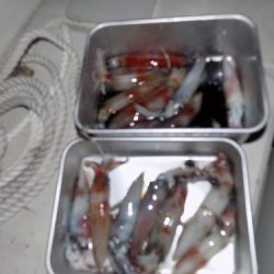 フィッシングボート空風(そらかぜ) 釣果