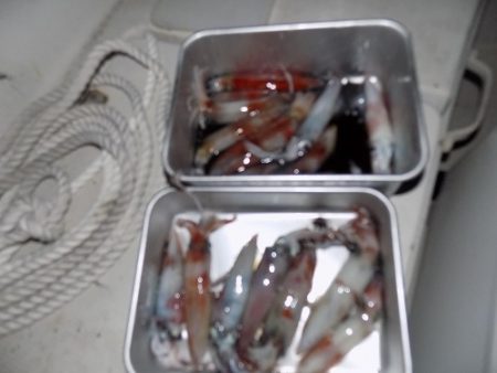 フィッシングボート空風(そらかぜ) 釣果