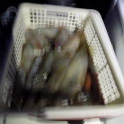 フィッシングボート空風(そらかぜ) 釣果