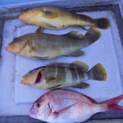 フィッシングボート空風(そらかぜ) 釣果