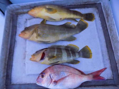 フィッシングボート空風(そらかぜ) 釣果