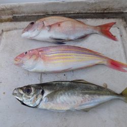 フィッシングボート空風（そらかぜ） 釣果