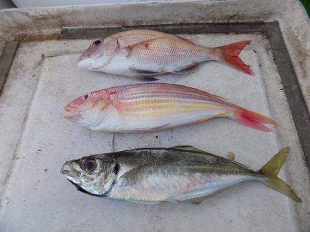 フィッシングボート空風（そらかぜ） 釣果