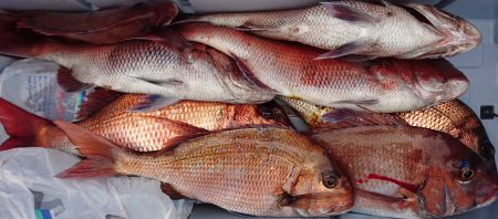 釣り船一番星 釣果