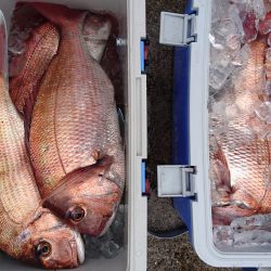 釣り船一番星 釣果