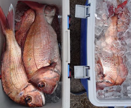 釣り船一番星 釣果