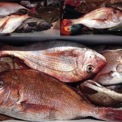 釣り船一番星 釣果