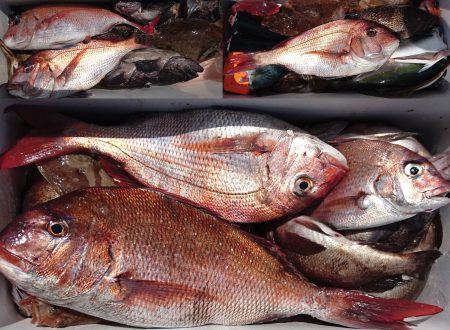 釣り船一番星 釣果