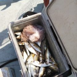 えすぽあ 釣果