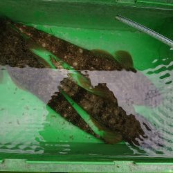 深川 吉野屋 釣果