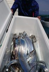 KONAYAーMARU(こなや丸) 釣果