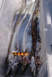 KONAYAーMARU(こなや丸) 釣果