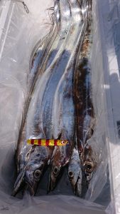 KONAYAーMARU(こなや丸) 釣果