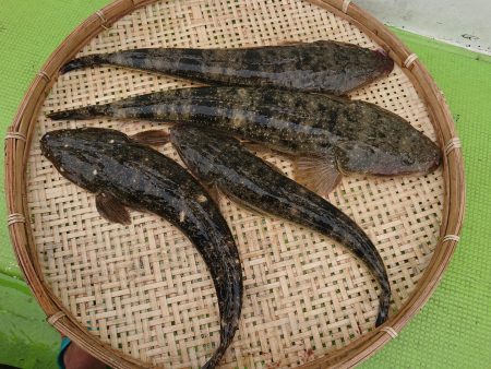 深川 吉野屋 釣果