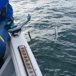 Fisherman Dreams DI 釣果