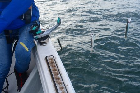 Fisherman Dreams DI 釣果