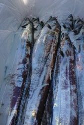 KONAYAーMARU(こなや丸) 釣果