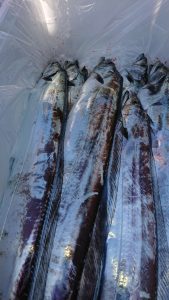 KONAYAーMARU(こなや丸) 釣果