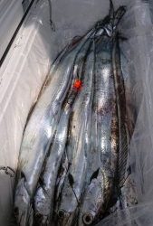 KONAYAーMARU(こなや丸) 釣果