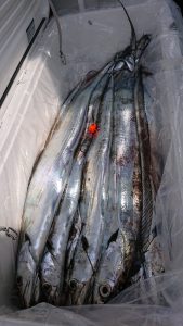 KONAYAーMARU(こなや丸) 釣果