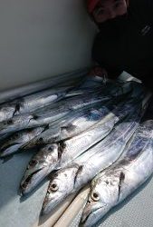 KONAYAーMARU(こなや丸) 釣果