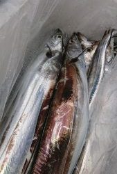 KONAYAーMARU(こなや丸) 釣果