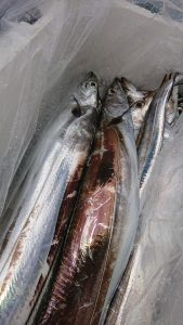 KONAYAーMARU(こなや丸) 釣果