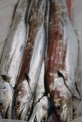 KONAYAーMARU(こなや丸) 釣果