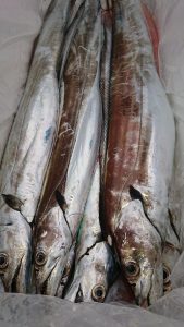 KONAYAーMARU(こなや丸) 釣果