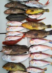 釣り舟 海竜 釣果