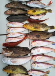 釣り舟 海竜 釣果