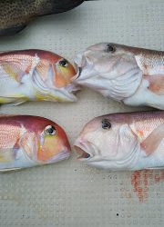 釣り舟 海竜 釣果