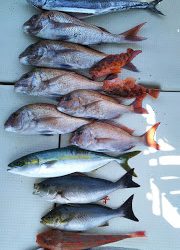 釣り舟 海竜 釣果